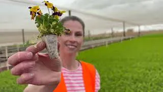 Thumbnail: The EASY way to start a veggie patch. Teachers will love this.