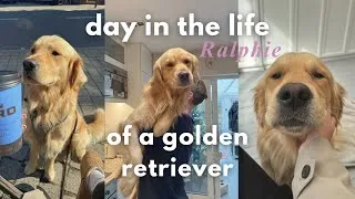 Thumbnail: day in the life of my golden retriever | ONE YEAR LATER