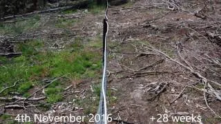 Thumbnail: Scholz Road - Firescape post-burn photopoint time series as at 4.2.17