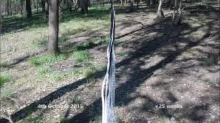 Thumbnail: Site 2 East movie as at 4 2 17