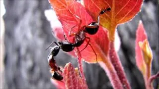 Thumbnail: Mini beasts of Christmas Hills