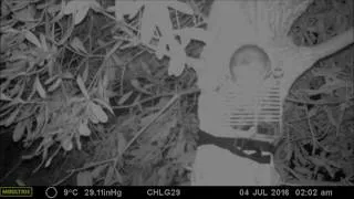 Thumbnail: Eastern Pygmy Possum 4.7.16