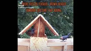 Thumbnail: Ruffled Feathers Part 3