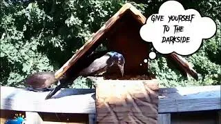 Thumbnail: Darth Grackle - Episode 3