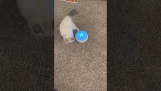 Thumbnail: Clara and the Ambush Interactive cat toy