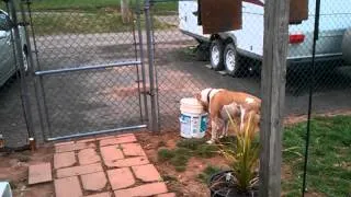 Thumbnail: Dumb Pitbull cant get his toy