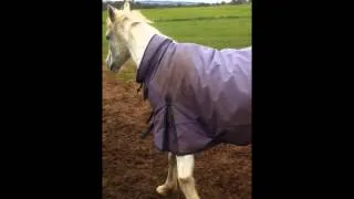 Thumbnail: happy pony!