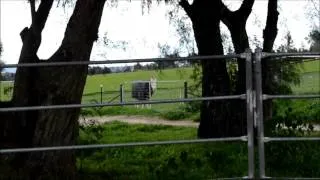 Thumbnail: lunging the lloydie!