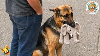 Thumbnail: TRY NOT TO LAUGH 😂 | Funniest Cats and Dogs 😹 | Funny Animals 2026 #41