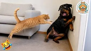 Thumbnail: Try Not To Laugh 🤣 Best Funny Cats and Dogs Videos 2026 😺🐶 #39