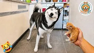 Thumbnail: You Laugh You Lose 😍😂 | Funniest Cats and Dogs Videos 2026 😺🐶 #38