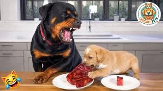 Thumbnail: Try Not To Laugh 🤣 Best Funny Cats and Dogs Videos 2026 😺🐶 #36