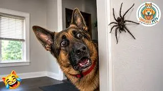Thumbnail: Try Not To Laugh 🤣 Best Funny Cats and Dogs Videos 2026 😺🐶 #35