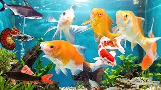 Thumbnail: Aquarium Fish Video 2026 | Home Aquarium Fish Collection