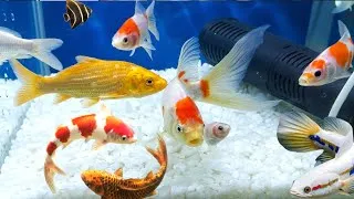 Thumbnail: Amazing Aquarium Fish Video | Colorful Fancy Fish for Relaxation