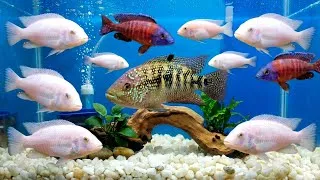 Thumbnail: Amazing Aquarium Home Fish Collection 2026 | Colorful Tropical Fish Paradise 