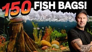 Thumbnail: We Added $2,500 in FISH to Our New Planted Tank
