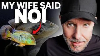 Thumbnail: I Should Have LISTENED To My Wife Before Adding These Geophagus Cichlids
