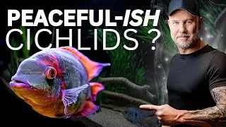 Thumbnail: My Top 5 Cichlids That WON'T KILL Everyone