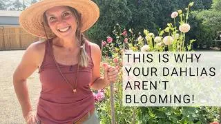 Thumbnail: Get More Dahlia Flowers with These Easy Growing Tips!