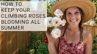 Thumbnail: Climbing Rose Care: How to Train, Support and Shape New Growth