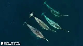 Thumbnail: Arctic: Our Frozen Planet in OMNIMAX at Cincinnati Museum Center