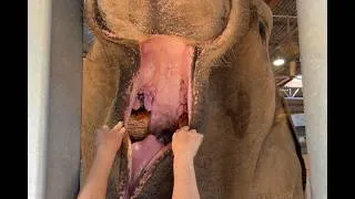 Thumbnail: Elephant Loses Teeth and Shows Off Her New Teeth Coming In!