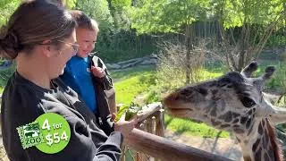 Thumbnail: Last chance to get our 4 for $54 deal at the Cincinnati Zoo!