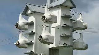 Thumbnail: Purple Martin Colony Finds a Home at Cincinnati Zoo's Bowyer Farm