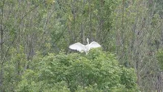 Thumbnail: Cincinnati Zoo's Bowyer Farm: A Pit Stop Travel Essential for Migrating Birds