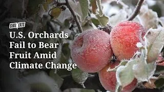 Thumbnail: U.S. Orchards Fail to Bear Fruit Amid Climate Change