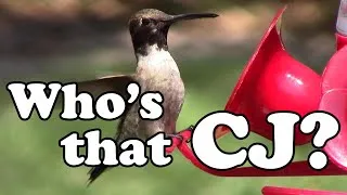 Thumbnail: 4-to-10(-ish) - Ep 2:  Who's that CJ?