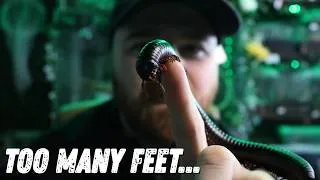 Thumbnail: Foraging a Wild-Inspired Enclosure for a Giant African Millipede
