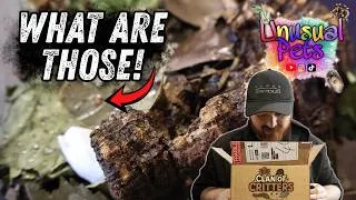 Thumbnail: I Won Another Mystery Box!