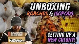 Thumbnail: Setting Up A New Colony of Cockroaches!