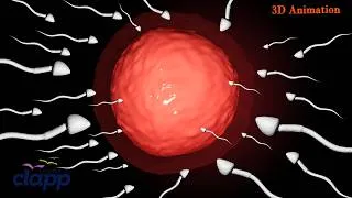 Thumbnail: The Journey of Life: Fertilization Process Explained (3D Animation)