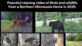 Thumbnail: Peacefull!  Relaxing Birds and Wildlife from northern Minnesota home in chronological order 2025.