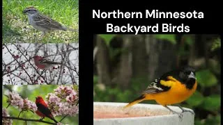Thumbnail: Northern Minnesota Back Yard Birds 2025