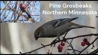 Thumbnail: Pine Grosbeaks Northern Minnesota
