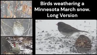 Thumbnail: Wildlife Photography--Minnesota Birds March Snowstorm. Longer version, #Birds #Birdwatching