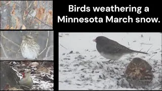 Thumbnail: Wildlife Photography--Minnesota Birds March Snowstorm. #Birds #Birdwatching Shorter version.