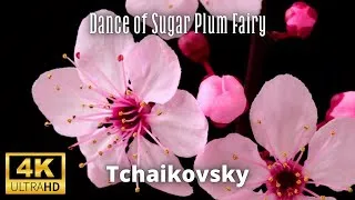 Thumbnail: Tchaikovsky – Dance of the Sugar Plum Fairy | Blooming Flowers in Slow Motion