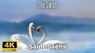Thumbnail: Saint-Saëns – The Swan (Le Cygne) | A Graceful Journey Through Music and Motion