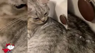 Thumbnail: The funniest cute pet in history!!!