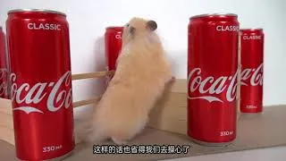 Thumbnail: 史上最も面白いペット、私の面白いペットのハムスターがコーク障害物レースで簡単に優勝しました。