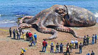Thumbnail: 30 LARGEST Animals Caught in National Parks!