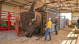 Thumbnail: 30 LARGEST Bisons Ever Caught on Camera!