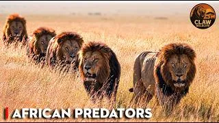 Thumbnail: Brotherhood of Lions: How Male Coalitions Control the Savannah | Wildlife Documentary