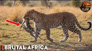 Thumbnail: The Law of Survival: Why One Animal Thrives While Others Starve | Wildlife Documentary