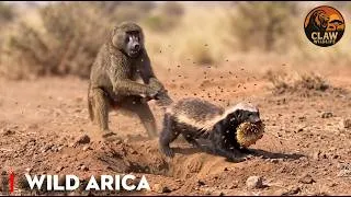 Thumbnail: Wild Africa: When the Food Thief Becomes the Prey | Wildlife Documentary
